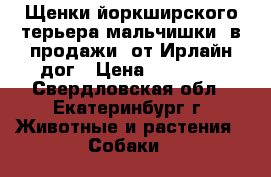 Щенки йоркширского терьера(мальчишки) в продажи  от Ирлайн-дог › Цена ­ 15 000 - Свердловская обл., Екатеринбург г. Животные и растения » Собаки   